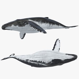 humpback whale rigged 3d model