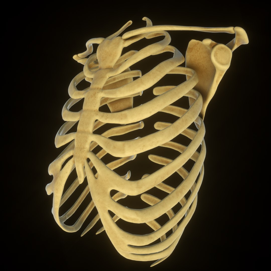 3D Rib Scapular Skeleton Model - TurboSquid 1383788