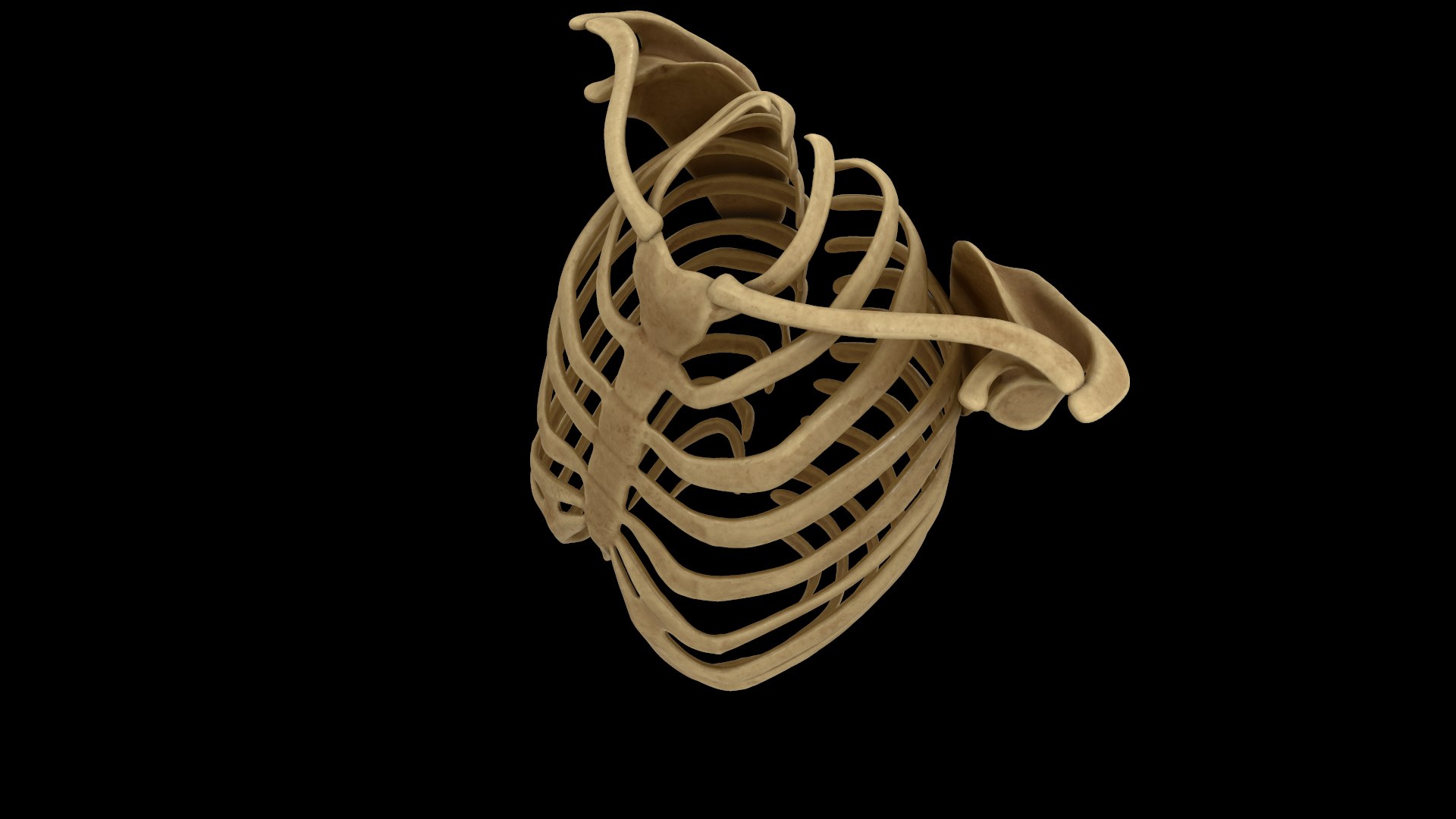 3D Rib Scapular Skeleton Model - TurboSquid 1383788