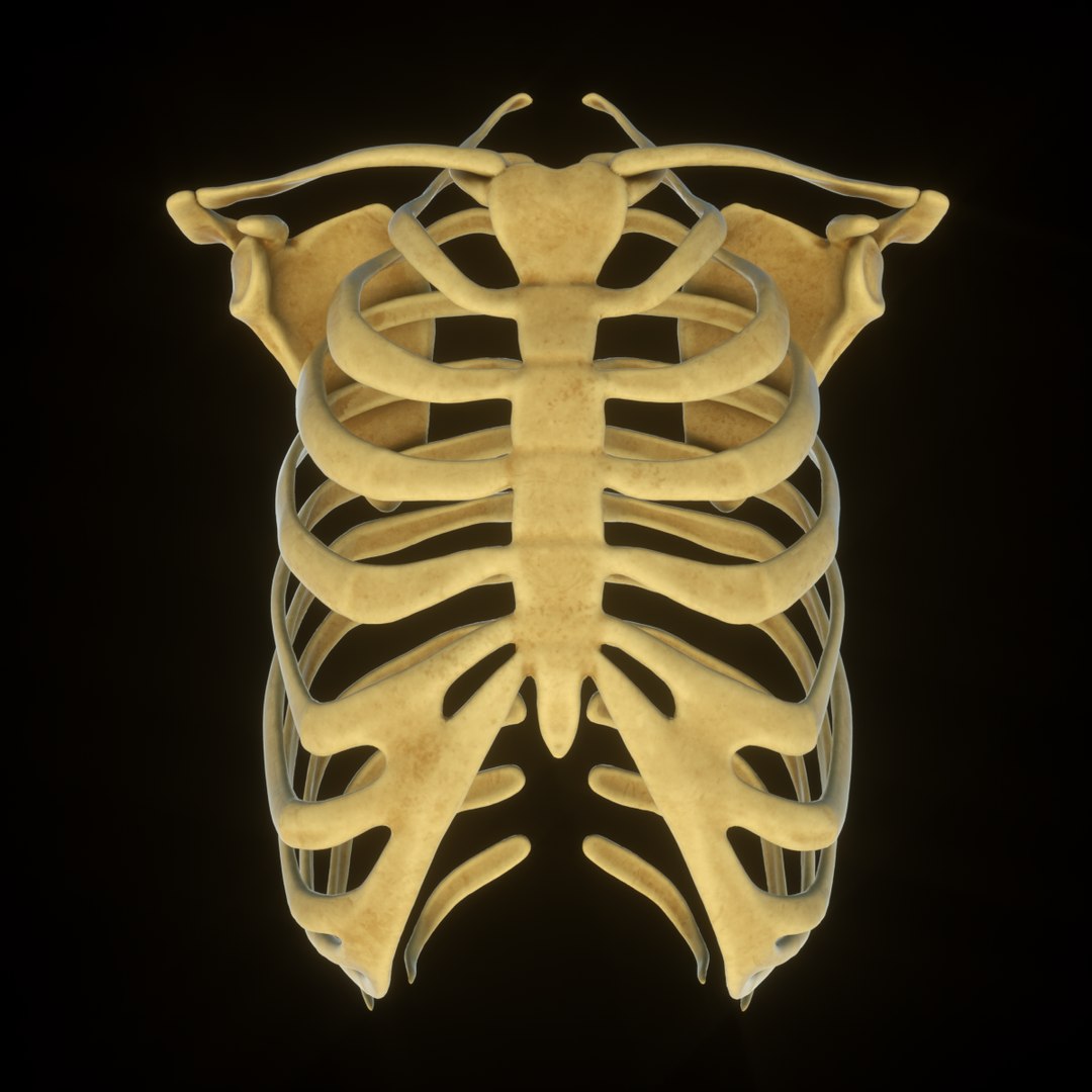 3D Rib Scapular Skeleton Model - TurboSquid 1383788