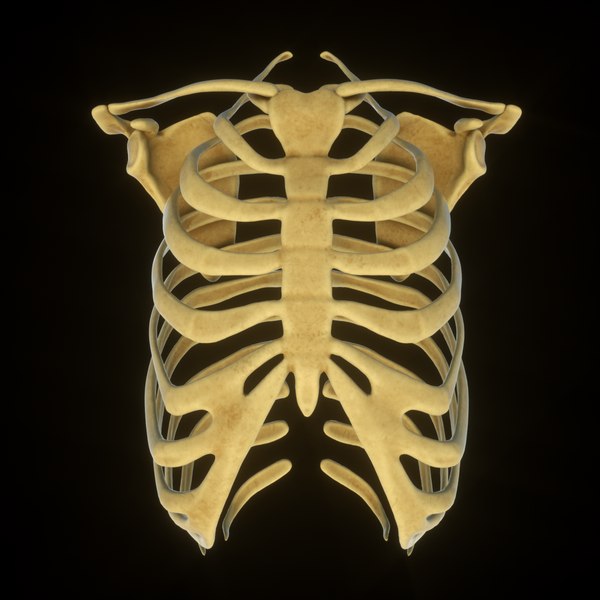 Rib Cage 3D Models for Download | TurboSquid