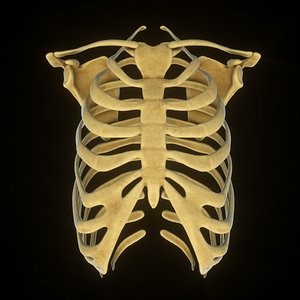 rib and scapular skeleton system