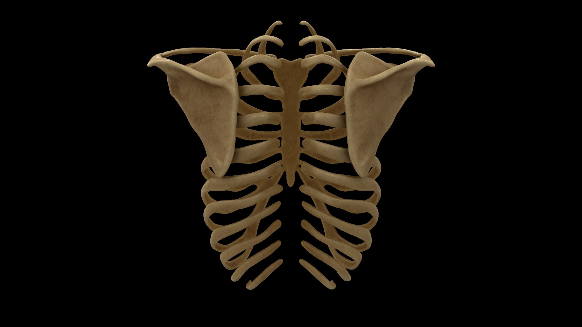 3D Rib Scapular Skeleton Model - TurboSquid 1383788