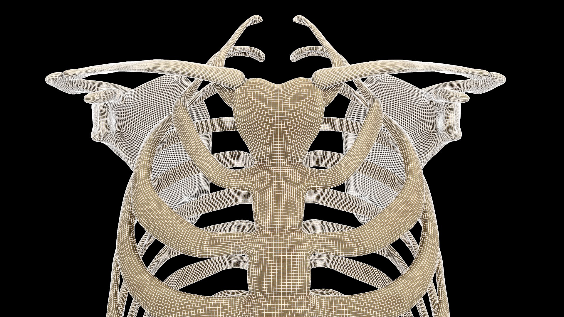 3D Rib Scapular Skeleton Model - TurboSquid 1383788