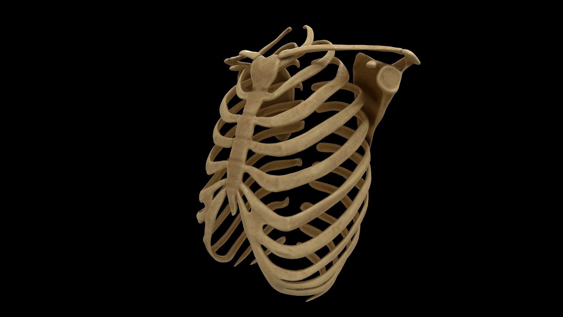 3D Rib Scapular Skeleton Model - TurboSquid 1383788