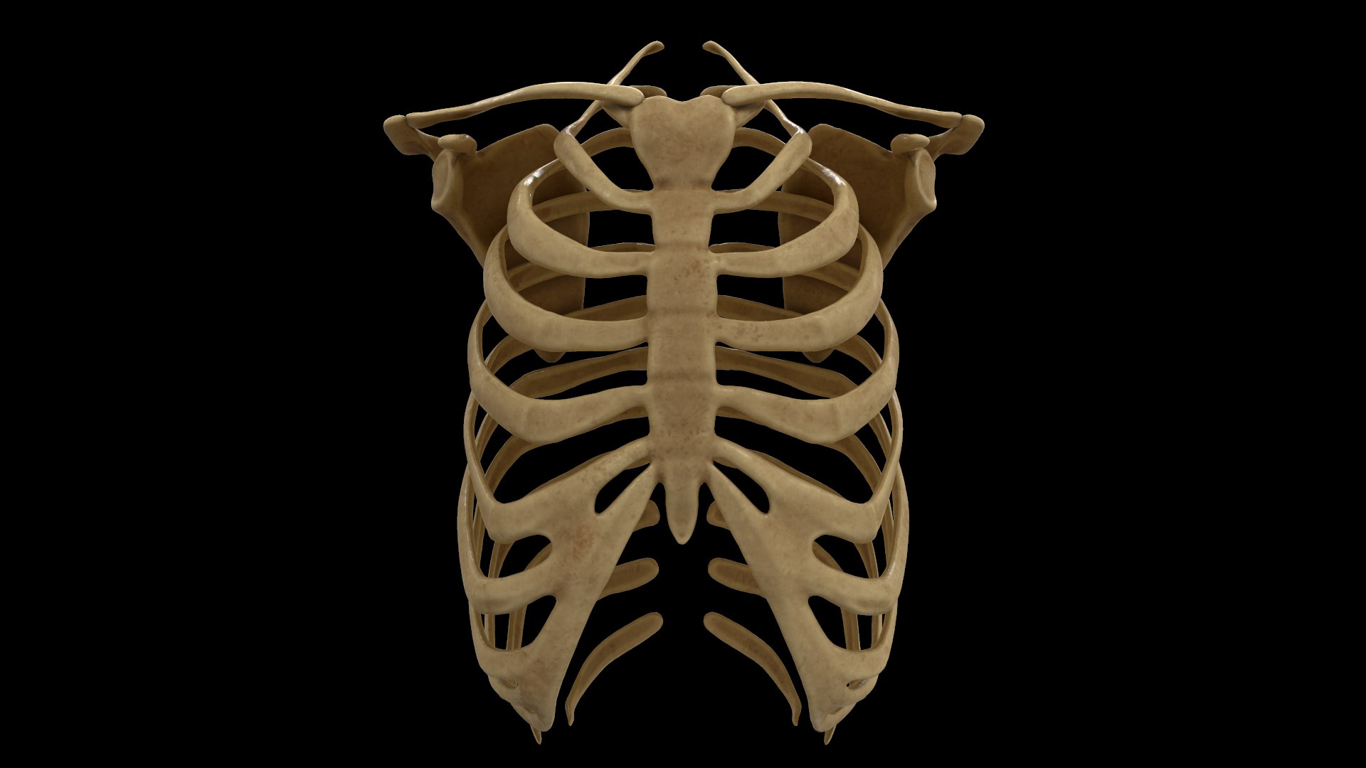 3D Rib Scapular Skeleton Model - TurboSquid 1383788