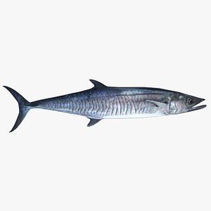 spanish mackerel 3D model