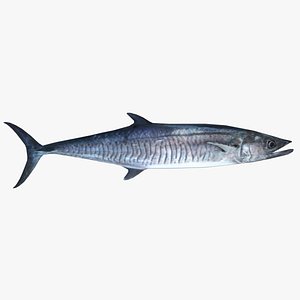 Spanish Mackerel