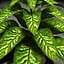 pianta Dieffenbachia