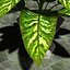 pianta Dieffenbachia