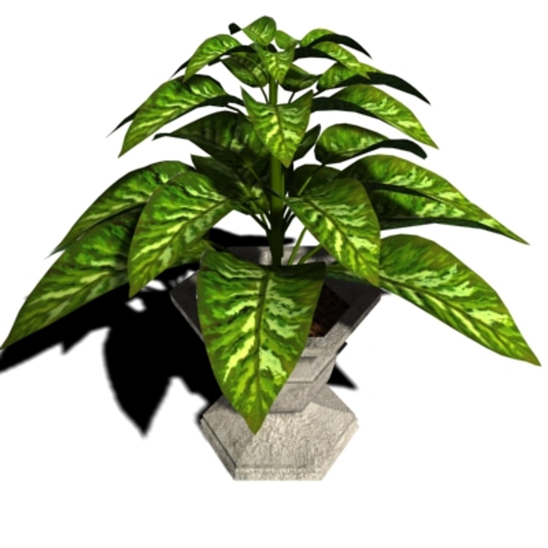 3d decoratif plant dieffenbachia house https://p.turbosquid.com/ts-thumb/ew/02M8ta/BcO7vlh2/view02/jpg/1221258828/1920x1080/fit_q87/0253fd0ac086d024d2816ae11dd0a31f5bca1922/view02.jpg