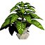 pianta Dieffenbachia