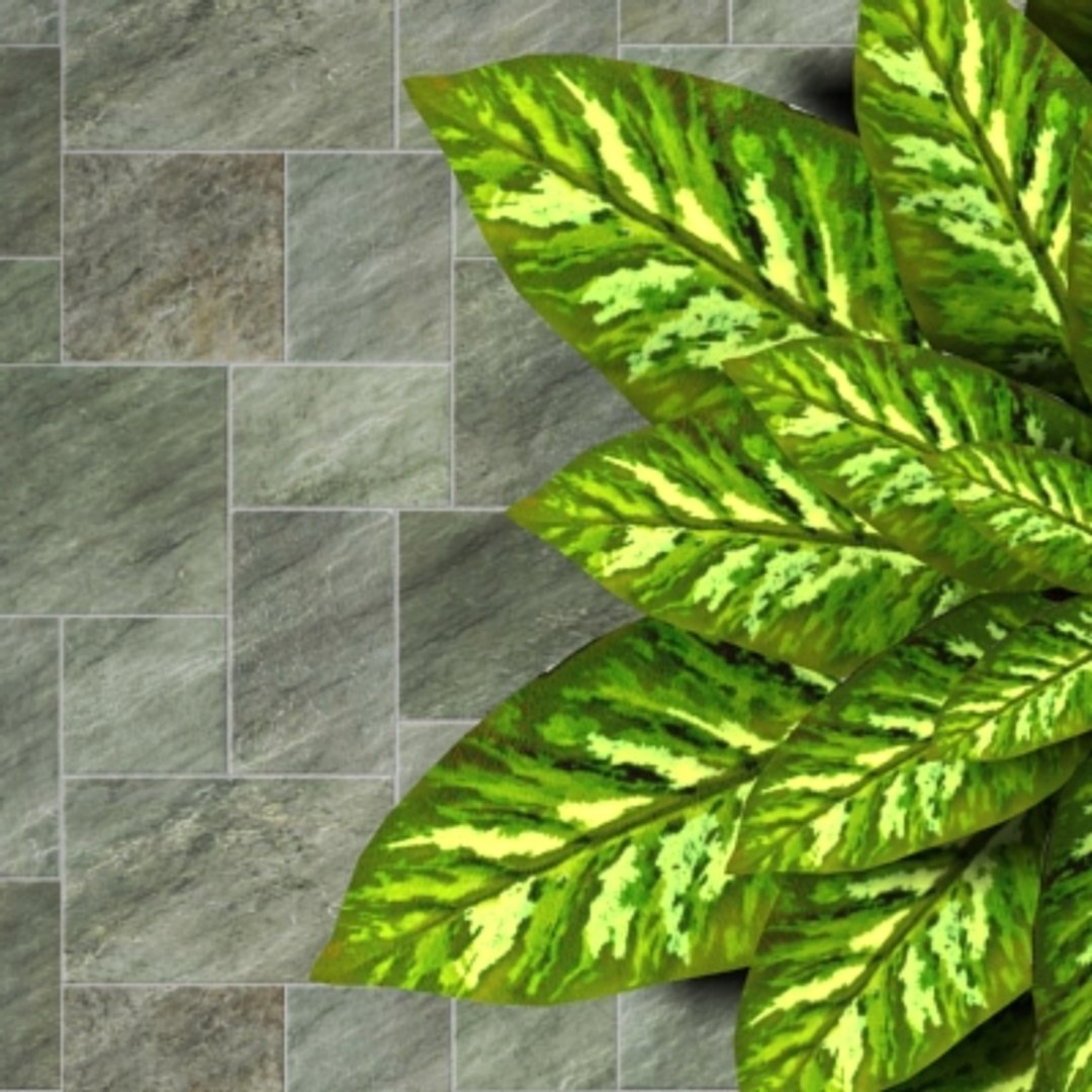 3d decoratif plant dieffenbachia house https://p.turbosquid.com/ts-thumb/ew/02M8ta/c5V1QxuT/view01/jpg/1221258826/1920x1080/fit_q87/8163704b650083e8831711efa23e32e3adab639e/view01.jpg