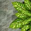 pianta Dieffenbachia
