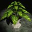 pianta Dieffenbachia