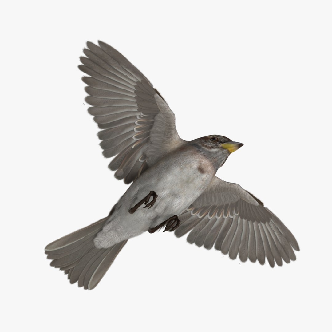 3d spizella arborea american tree model https://p.turbosquid.com/ts-thumb/ew/4tH0S4/7WDsLtH5/r07/jpg/1413991031/1920x1080/fit_q87/d749e0bb18a6573df9b2048b925c8be870d0ed63/r07.jpg