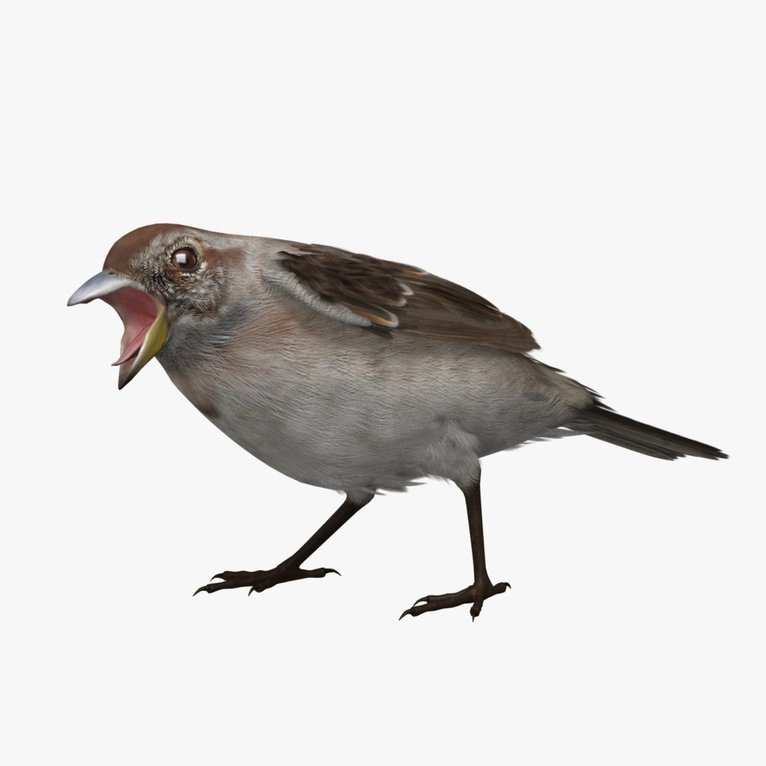 3d spizella arborea american tree model https://p.turbosquid.com/ts-thumb/ew/4tH0S4/AGVVCjOG/r02/jpg/1413989427/1920x1080/fit_q87/e113e96912f63618c5408de419c149da5b6a994e/r02.jpg