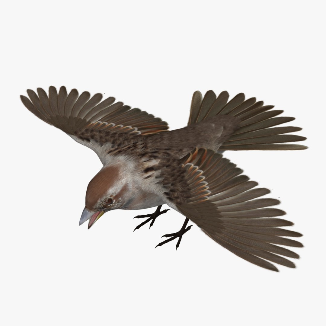3d spizella arborea american tree model https://p.turbosquid.com/ts-thumb/ew/4tH0S4/GCya4lnw/r01/jpg/1413989427/1920x1080/fit_q87/3f932e9d241d6d7222ffbb27f38f6d77917a4dd4/r01.jpg