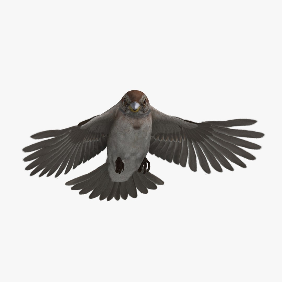 3d spizella arborea american tree model https://p.turbosquid.com/ts-thumb/ew/4tH0S4/HfRDet6W/r04/jpg/1413989427/1920x1080/fit_q87/77dfe0ab33af7ca859381bb9414fc168a7317579/r04.jpg