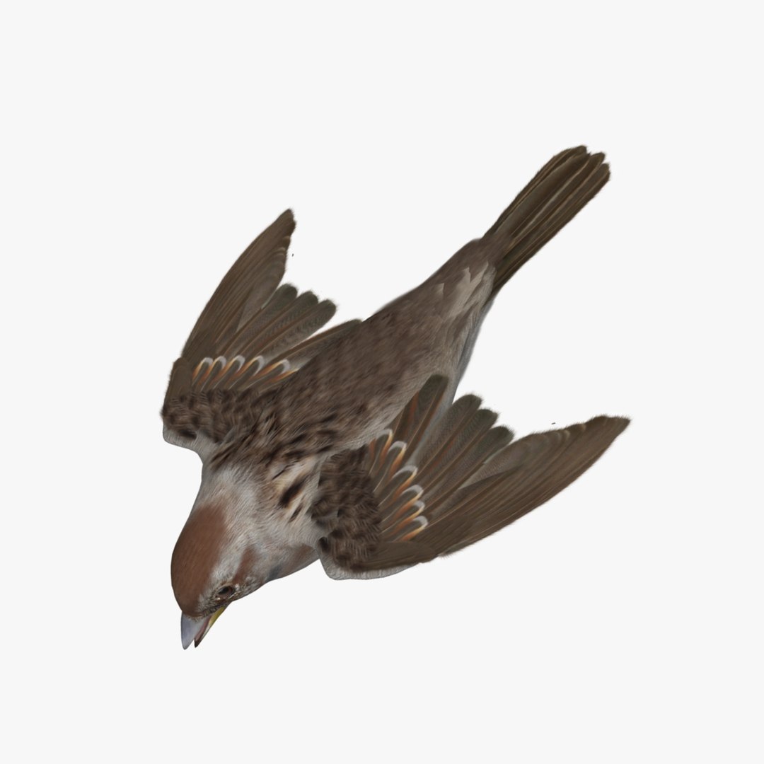 3d spizella arborea american tree model https://p.turbosquid.com/ts-thumb/ew/4tH0S4/eAXxmYtr/r08/jpg/1413991031/1920x1080/fit_q87/5c859ea54f30ecf9f1e75f2126c63cea004f0a1a/r08.jpg