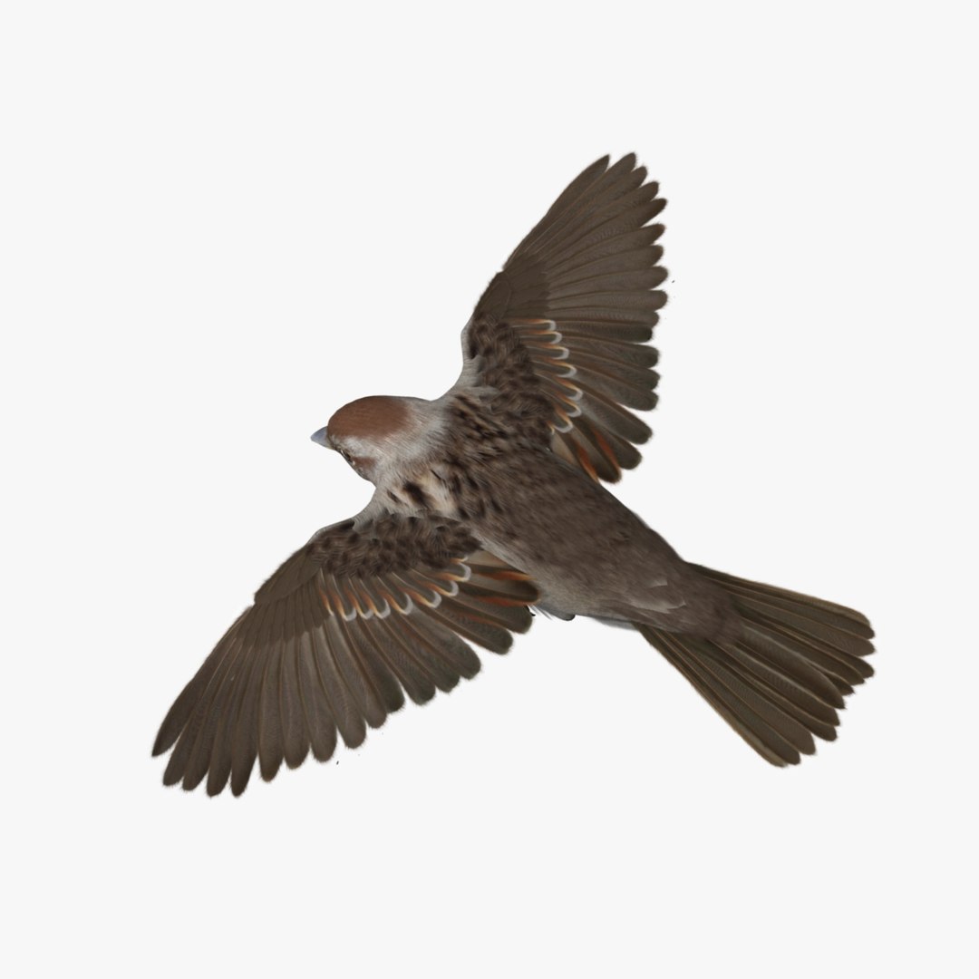 3d spizella arborea american tree model https://p.turbosquid.com/ts-thumb/ew/4tH0S4/rgEw1WpD/r06/jpg/1413991031/1920x1080/fit_q87/b66fd88e60bf772d3a0106e9367dac2d97b68417/r06.jpg