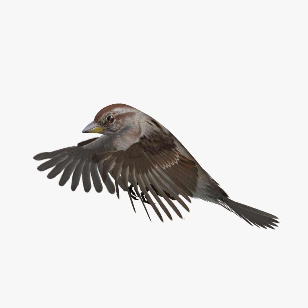 3d spizella arborea american tree model https://p.turbosquid.com/ts-thumb/ew/4tH0S4/rxKxuI7o/r05/jpg/1413989427/1920x1080/fit_q87/af27d684afe8254b385fd7422bfca8e585c0d400/r05.jpg