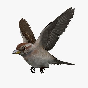 Spizella Arborea 'American Tree Sparrow'