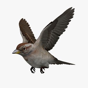 Spizella Arborea 'American Tree Sparrow'