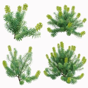 Euphorbia characiasfg5fd 3D