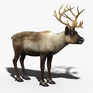 reindeer modeled 3d model