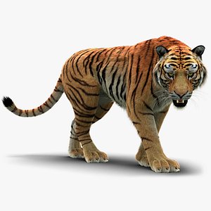 Bengal Tiger 3D Model Rigged and Low Poly Game ready - Team 3d Yard