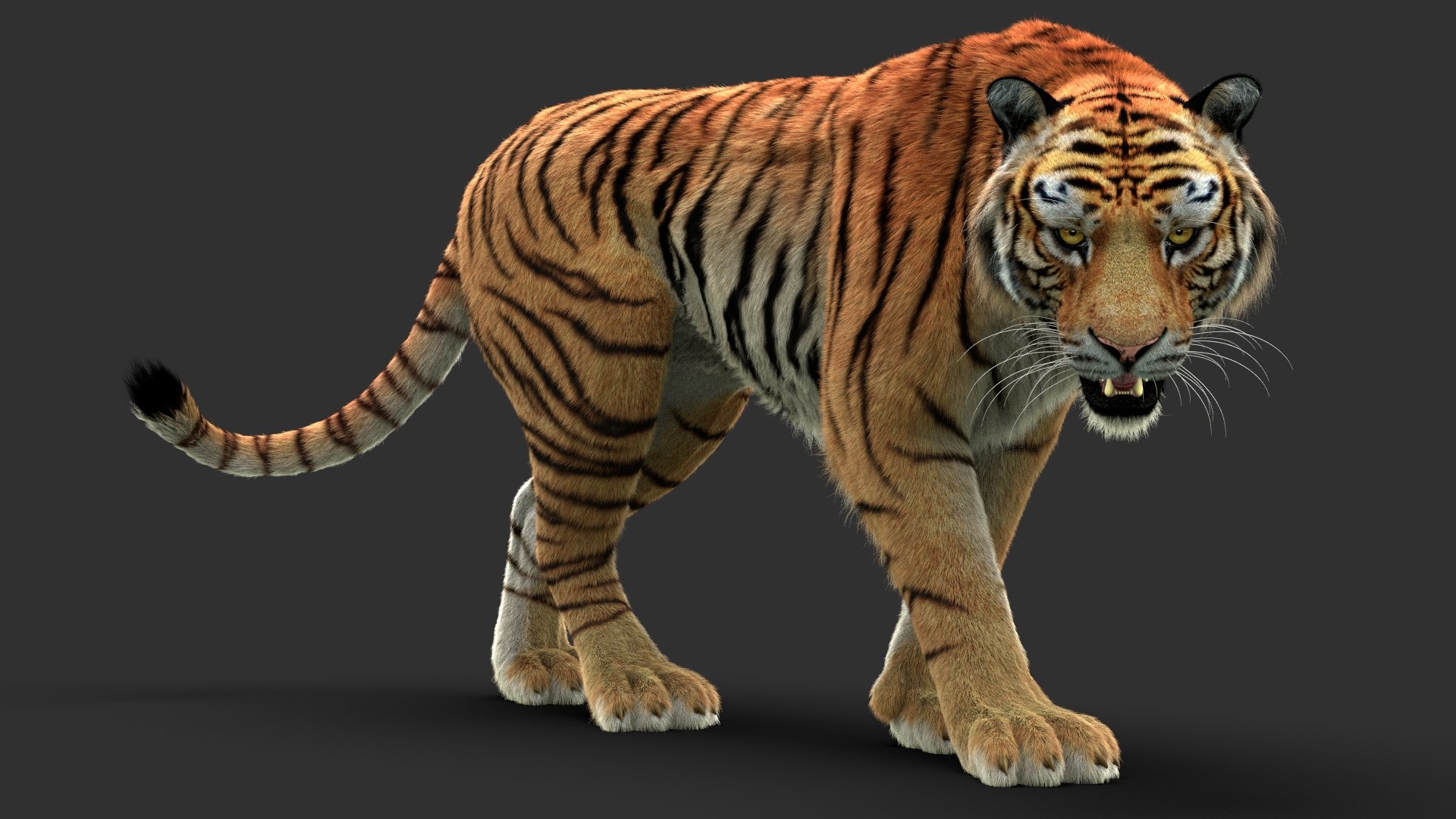 Tiger 3 FUR 3D model https://p.turbosquid.com/ts-thumb/ew/NrP0ji/mT/tiger_01/jpg/1633747615/1920x1080/fit_q87/c33650daffe88353cc230c9e50b3679e5e06b59a/tiger_01.jpg