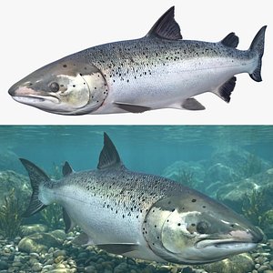 3D model Salmon Swimming Animated Rigged For Blender