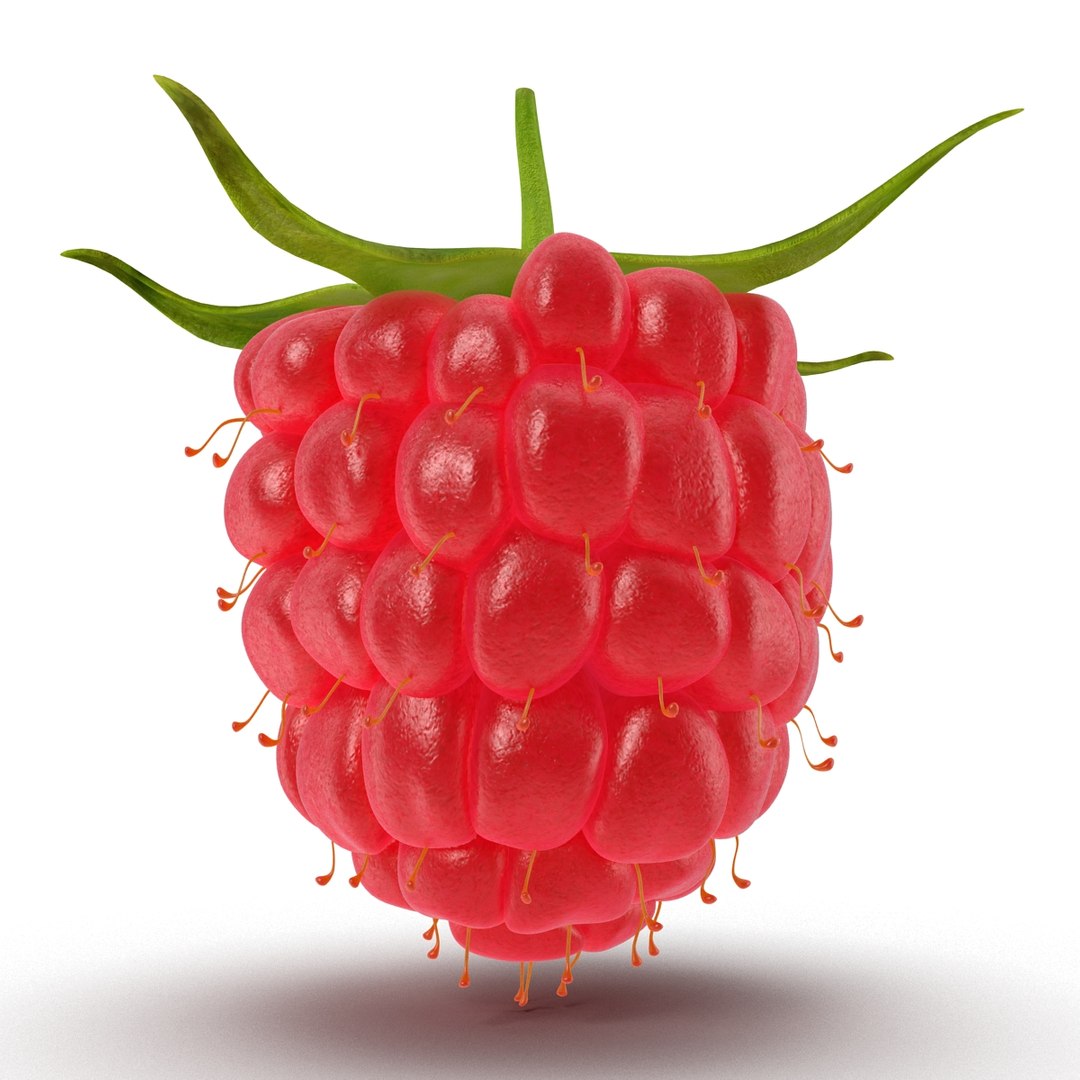 3d model raspberry berry https://p.turbosquid.com/ts-thumb/ew/QXiayo/AbmjuQxE/raspberry3dmodel04/jpg/1426681871/1920x1080/fit_q87/0f99c940ba452b4f7a1529a3a94e24dc2edd66e1/raspberry3dmodel04.jpg