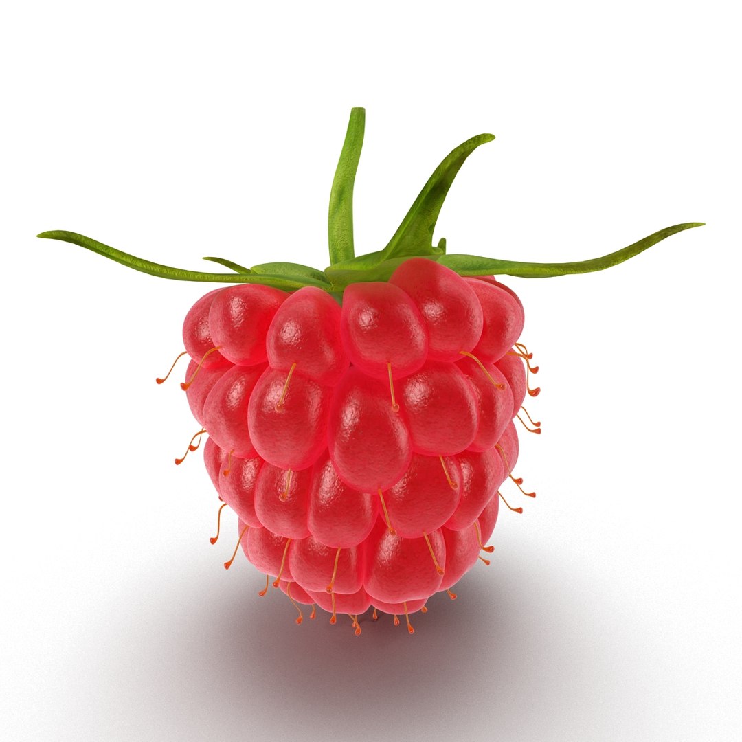 3d model raspberry berry https://p.turbosquid.com/ts-thumb/ew/QXiayo/EvVrpXws/raspberry3dmodel07/jpg/1426681872/1920x1080/fit_q87/4c20d249f8497eacc10aed3b04b8afc88eb88ec1/raspberry3dmodel07.jpg