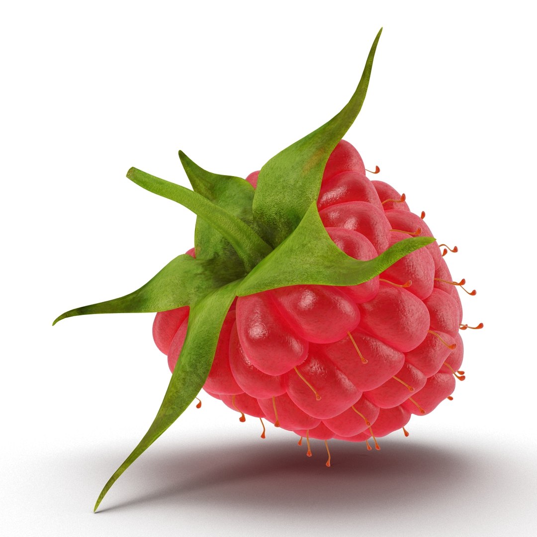 3d model raspberry berry https://p.turbosquid.com/ts-thumb/ew/QXiayo/Fu78uR4o/raspberry3dmodel11/jpg/1426681872/1920x1080/fit_q87/d12e4e73eedc516175301d0afbc255163fe645bf/raspberry3dmodel11.jpg