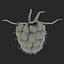 Raspberry