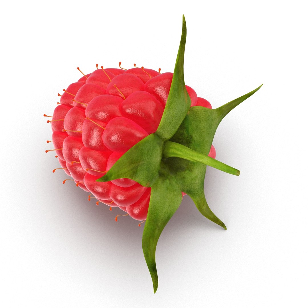 3d model raspberry berry https://p.turbosquid.com/ts-thumb/ew/QXiayo/HZuGDtaC/raspberry3dmodel12/jpg/1426681872/1920x1080/fit_q87/3549c56825767f67a0e453b2e8d0d1f2b9fb037e/raspberry3dmodel12.jpg
