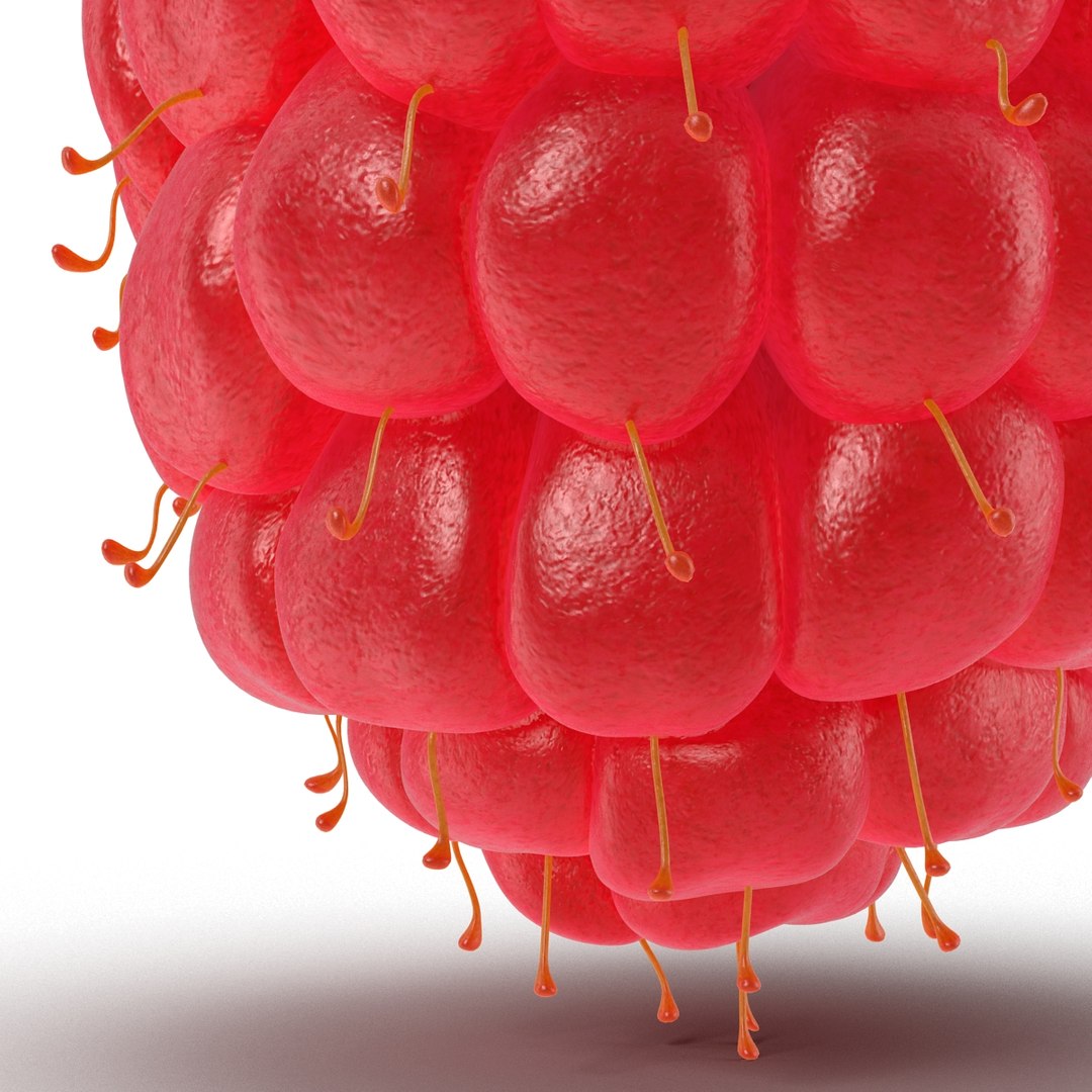 3d model raspberry berry https://p.turbosquid.com/ts-thumb/ew/QXiayo/Ivvh8b1J/raspberry3dmodel19/jpg/1426681873/1920x1080/fit_q87/f1f5c853bd1641088549ee7365e43320fc510b0a/raspberry3dmodel19.jpg