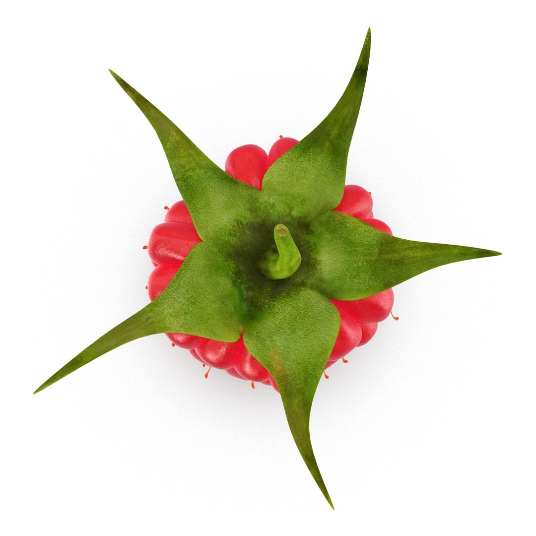 3d model raspberry berry https://p.turbosquid.com/ts-thumb/ew/QXiayo/MJql5qo6/raspberry3dmodel08/jpg/1426681872/1920x1080/fit_q87/3131bfe4f5dbde003870db71aa1c31f7b41cb7ff/raspberry3dmodel08.jpg
