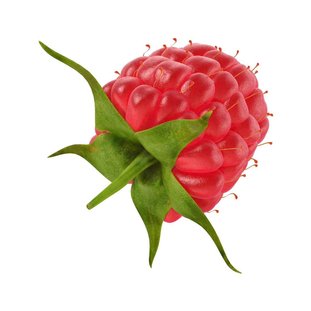 3d model raspberry berry https://p.turbosquid.com/ts-thumb/ew/QXiayo/QjpX7Pas/raspberry3dmodel14/jpg/1426681872/1920x1080/fit_q87/4c94ef815fa58f3bf1a064d5fdf58994ada71427/raspberry3dmodel14.jpg
