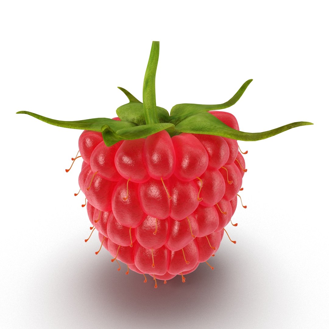 3d model raspberry berry https://p.turbosquid.com/ts-thumb/ew/QXiayo/aAQBQB6U/raspberry3dmodel05/jpg/1426681872/1920x1080/fit_q87/c48637692357df4ee87b88cef98c82472cd6106c/raspberry3dmodel05.jpg