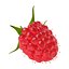 Raspberry