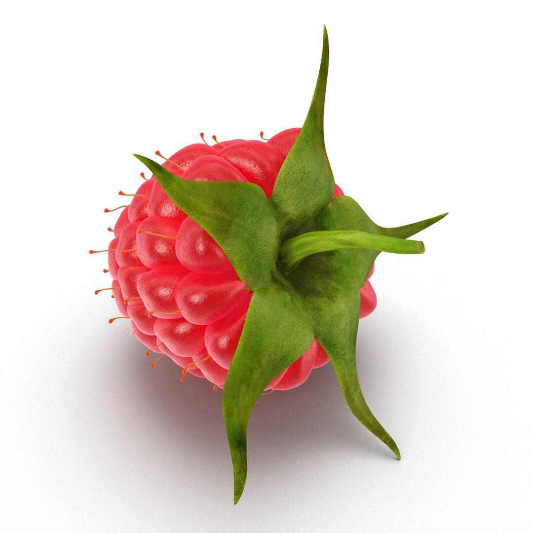 3d model raspberry berry https://p.turbosquid.com/ts-thumb/ew/QXiayo/hXGfUnSi/raspberry3dmodel10/jpg/1426681872/1920x1080/fit_q87/02f32bd9f38590bd7ebb1f56799c399039f7b394/raspberry3dmodel10.jpg