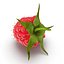 Raspberry