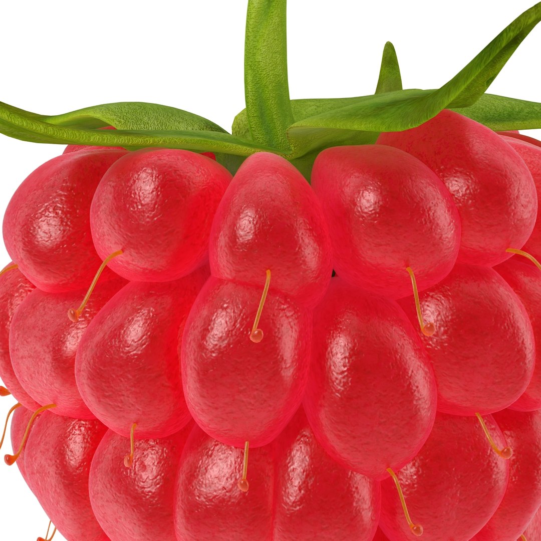 3d model raspberry berry https://p.turbosquid.com/ts-thumb/ew/QXiayo/sVsYCw0E/raspberry3dmodel18/jpg/1426681873/1920x1080/fit_q87/04ef1168c9d5a63afab9049e1ca7a0fab5d84983/raspberry3dmodel18.jpg