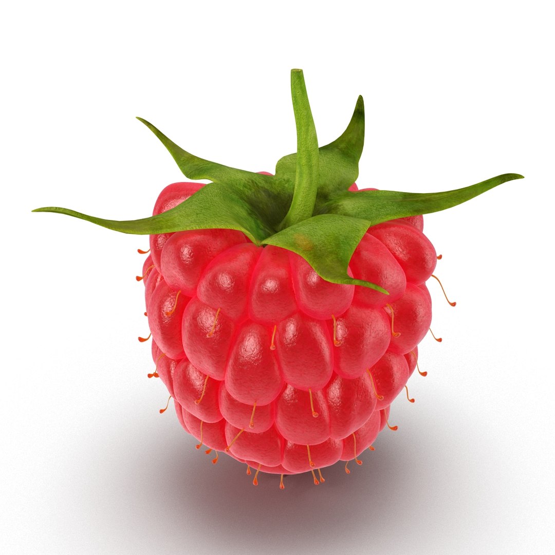 3d model raspberry berry https://p.turbosquid.com/ts-thumb/ew/QXiayo/wfyU95az/raspberry3dmodel03/jpg/1426681871/1920x1080/fit_q87/814f89f1690e9c6f2e43a92adaae2009d97eba00/raspberry3dmodel03.jpg