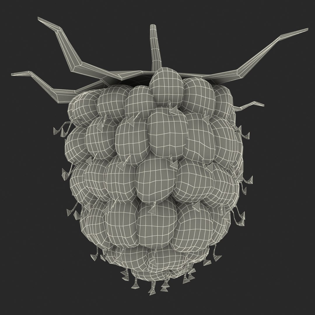 3d model raspberry berry https://p.turbosquid.com/ts-thumb/ew/QXiayo/wuuyvGTK/raspberry3dmodel27/jpg/1426681874/1920x1080/fit_q87/affd478084536e2812eace99947f2b94cf35abf2/raspberry3dmodel27.jpg