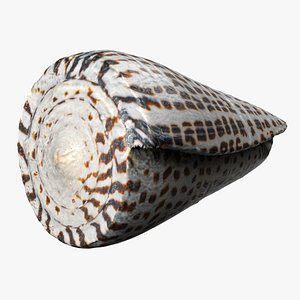 8K Leopard Cone Snail Shell 3D