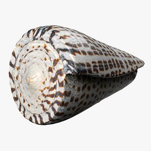 8K Leopard Cone Snail Shell